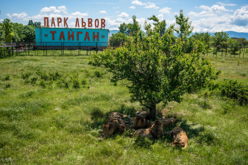 Достопримечательность Крыма – парк львов